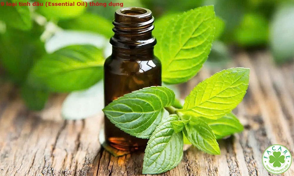 9 loại tinh dầu (Essential Oil) thông dụng