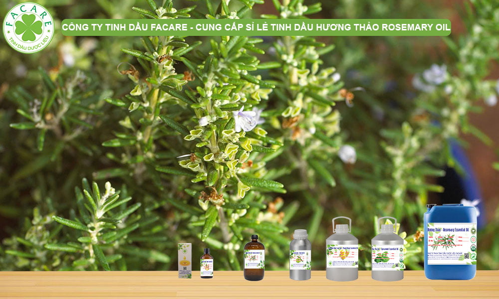 CUNG CẤP SỈ LẺ TINH DẦU HƯƠNG THẢO ROSEMARY TỰ NHIÊN