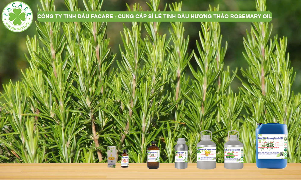 CUNG CẤP SỈ LẺ TINH DẦU HƯƠNG THẢO ROSEMARY