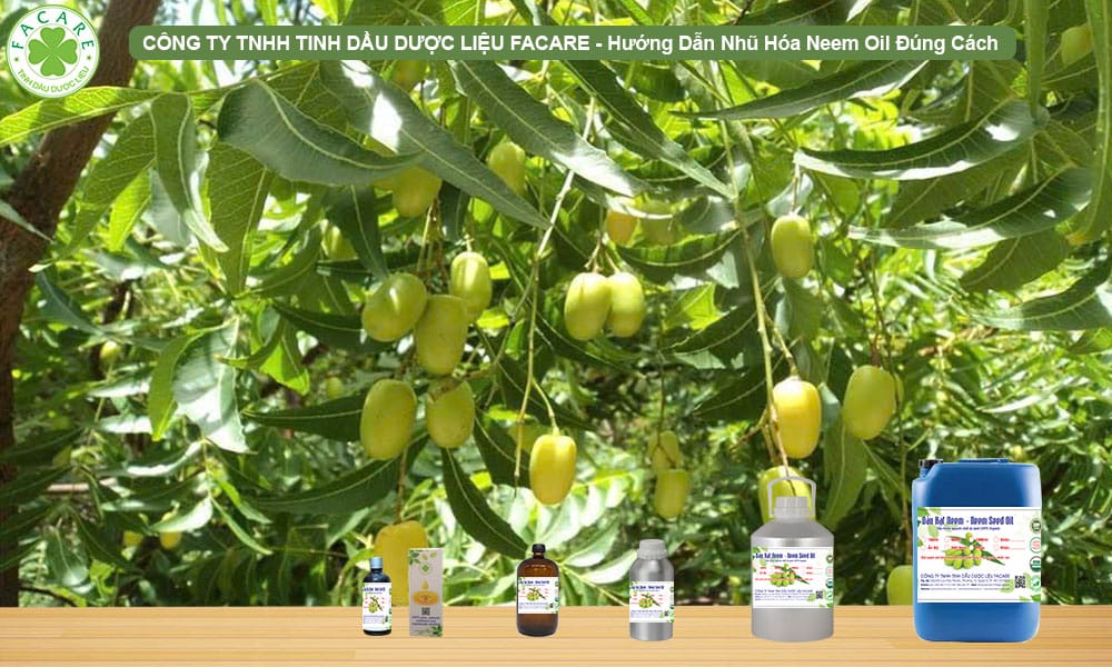 Hướng dẫn nhũ hóa Neem Oil đúng cách