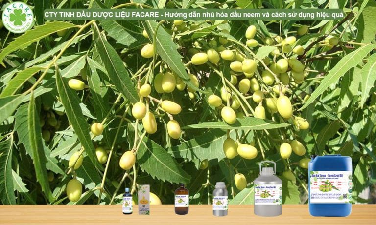 Hướng dẫn nhũ hóa dầu neem và cách sử dụng hiệu quả