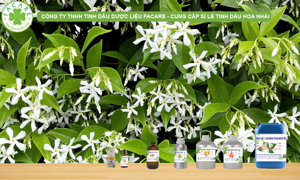 CUNG CẤP SỈ LẺ TINH DẦU HOA NHÀI JASMINE