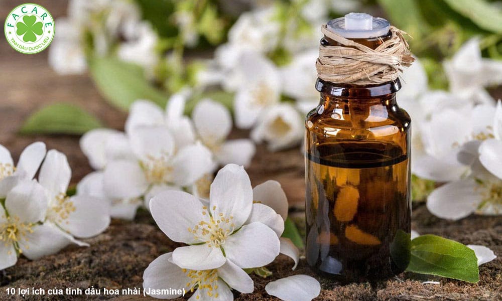 10 lợi ích của tinh dầu hoa nhài (Jasmine)