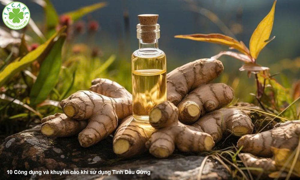 10 Công dụng và khuyến cáo khi sử dụng Tinh Dầu Gừng2