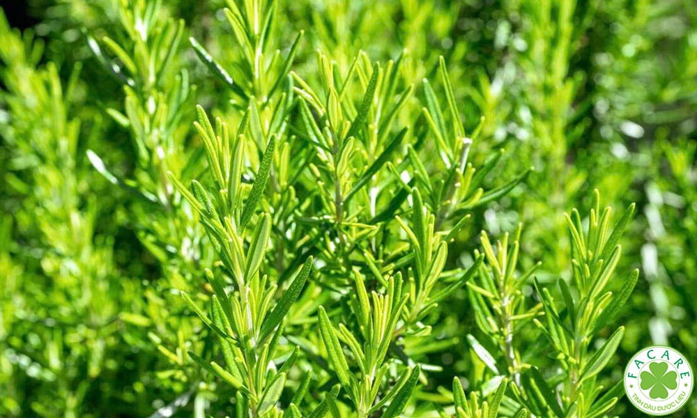 Thông tin về cây hương thảo (Rosemary)