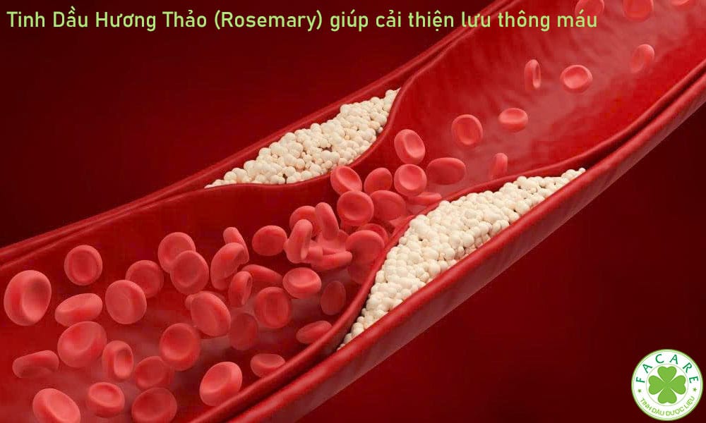 Tinh Dầu Hương Thảo (Rosemary) giúp cải thiện lưu thông máu
